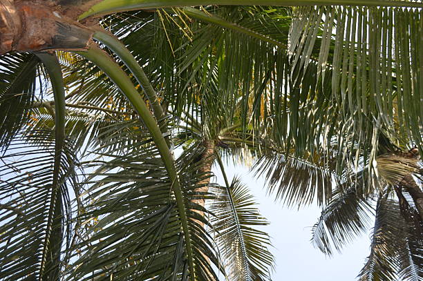 istock Tall palm trees against a clear blue sky on a sunny day 2248607158