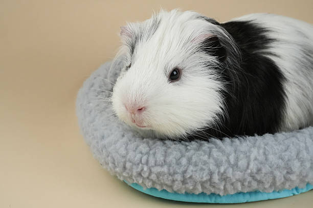 istock Cute black and white guinea pig resting on soft gray pet bed in an indoor setting 2248607499