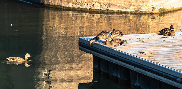 istock A dock on the Red River in Winnipeg, Manitoba, Canada with ducks on and around it 2248610064