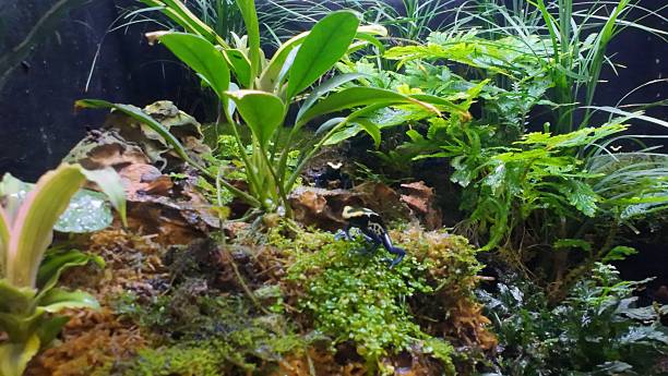 istock Poisonous exotic frogs among plants in a terrarium 2248610678