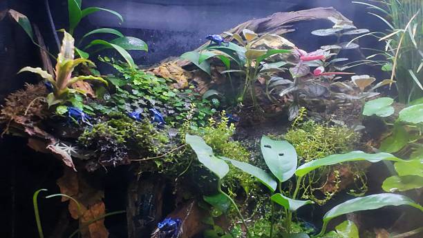 istock Poisonous exotic frogs among plants in a terrarium 2248610912
