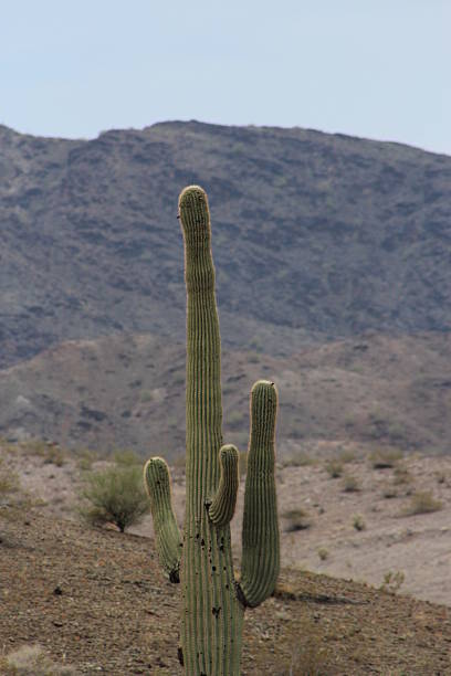 Giant Saguaro Cactus in Arizona desert