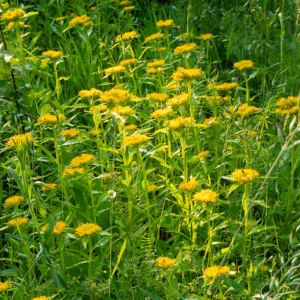 Rhizome of the golden root (Rhodiola rosea).The dried root is used in alternative medicine, It has a biostimulating effect on the human body, increases its immunity.