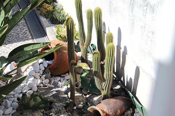 istock plant flower cactus - Cactus 2248612139