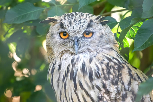 istock Majestic owl perched among lush green foliage during daylight hours 2248614700
