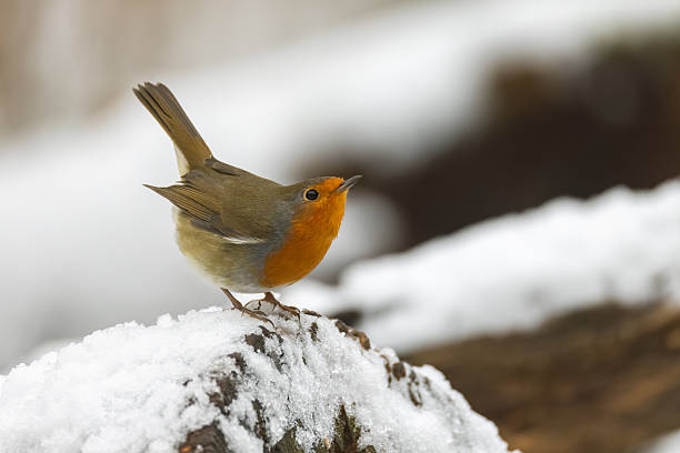 Robin (Erithacus rubecula). Russia, Moscow