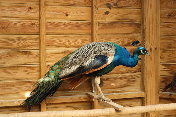 istock Male peacock in a wooden cage 2248615954