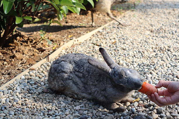 Adorable young rabbit and young veterinary  owner care little cute bunny on her hands