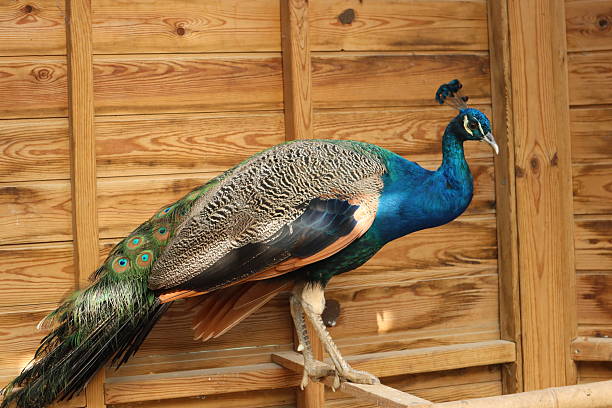 istock Male peacock in a wooden cage 2248616339