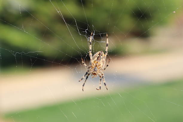 This image captures a European Garden Spider (Araneus diadematus) at the center of its intricate web. The spider, with its distinctive brown and orange patterned body and long, striped legs, is prominently displayed against a blurred green background of foliage. The delicate web, with its fine, almost invisible threads, is beautifully highlighted by the natural light, showcasing the spider's impressive craftsmanship. This photograph is a stunning representation of nature's complexity and the fascinating world of arachnids, making it an excellent choice for educational, scientific, or nature-themed content.