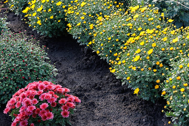 istock Rows of chrysanthemum bushes. Neat parallel rows of yellow chrysanthemums forming a structured garden pattern over dark soil. 2248618526