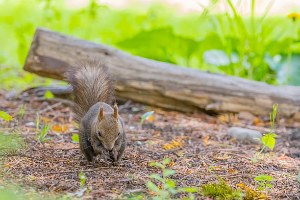 Hokkaido squirrel in a park