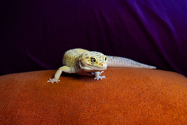 Beautiful sunglow leopard gecko is a popular morph