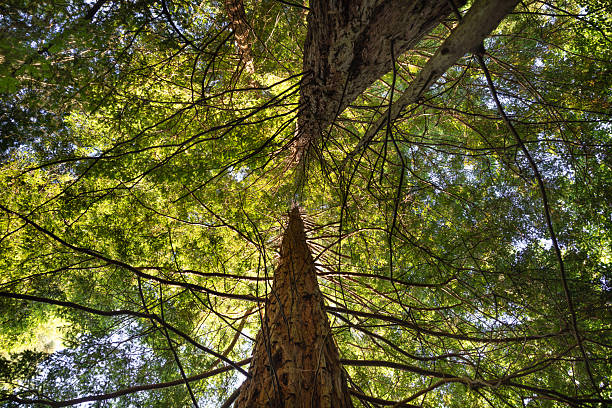 Sequoia forest of Cabezon de la Sal, Cantabria
