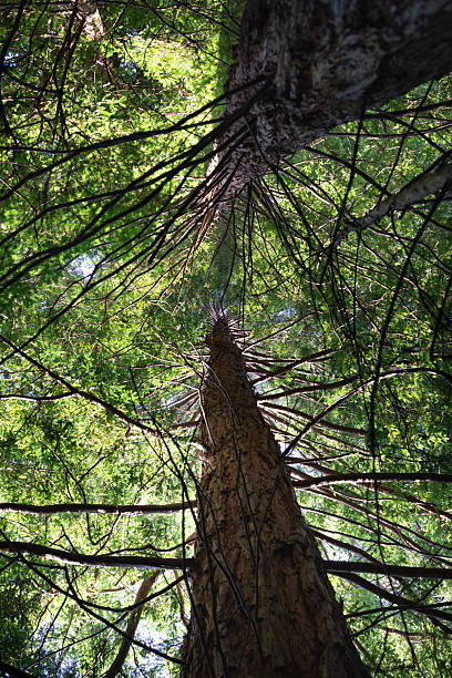 istock Sequoia forest of Cabezon de la Sal, Cantabria 2248620477