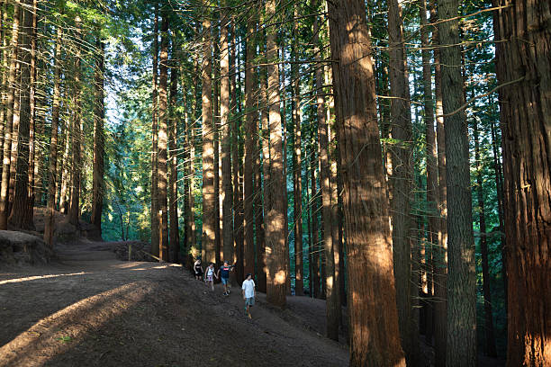 istock Sequoia forest of Cabezon de la Sal, Cantabria 2248620498