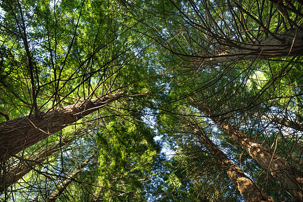 Sequoia forest of Cabezon de la Sal, Cantabria