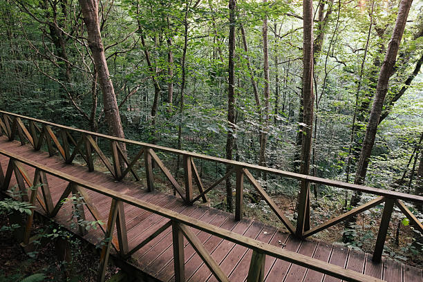 Sequoia forest of Cabezon de la Sal, Cantabria
