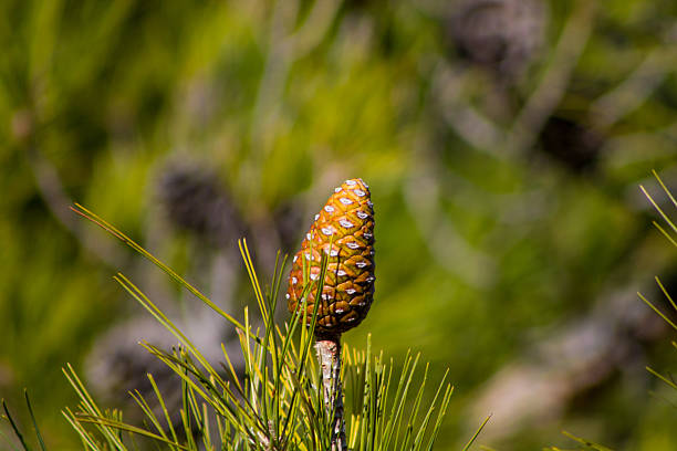 Close-up of brown pine cone growing on tree branch