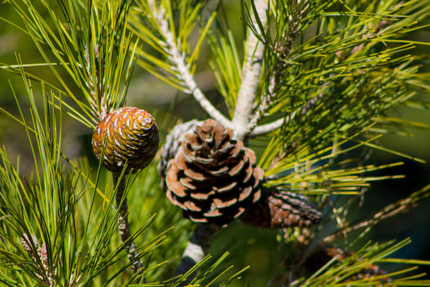 Pine cone on tree branch in natural forest environment, detailed texture, evergreen needles, closeup woodland scene, organic pattern, autumn season mood, outdoor nature element, botanical structure