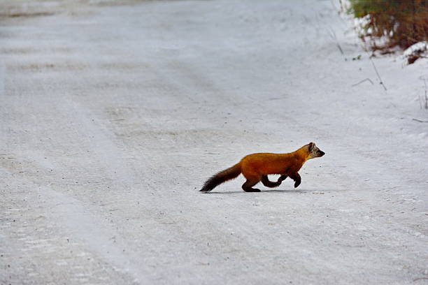 Pine marten in winter in Algonquin Park, Ontario, Canada