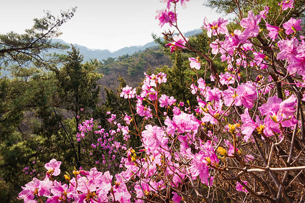 Korean rhododendron on Dobogsan Mountain in Seoul, South Korea.