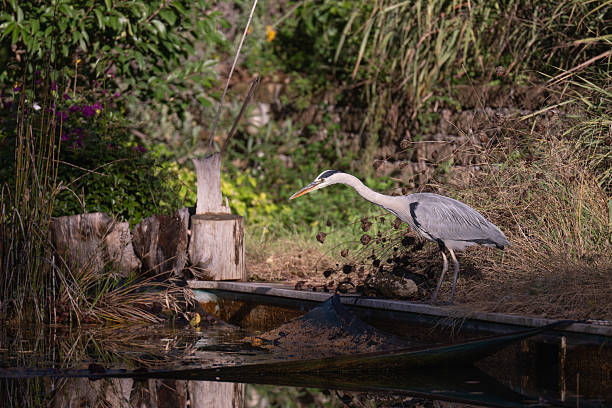 A Heron hunting for fish in the pool of a natural garden