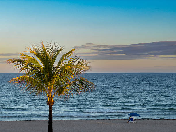 Palm trees in Jamaica
