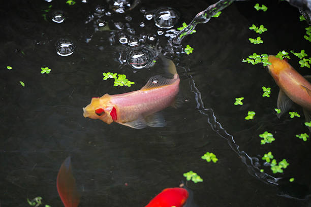 Colorful Koi fish swimming in the pond