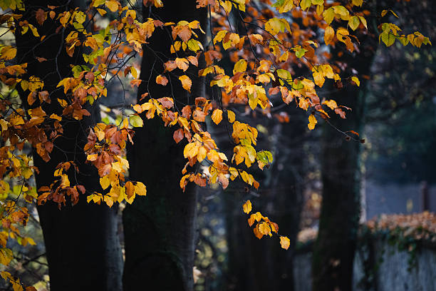 istock Autumn foliage in forest 2248627500