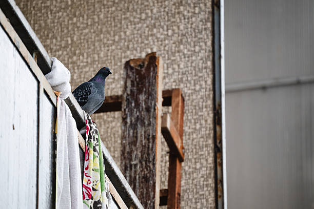 A lone pigeon perches on the edge of a worn urban balcony, surrounded by hanging laundry and textured exterior walls. The muted colors and weathered surfaces create a gritty residential atmosphere, emphasizing everyday city life and quiet observation.