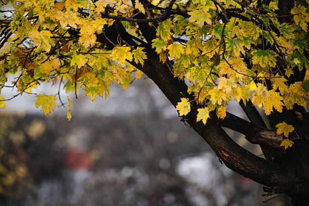 Red maple leaf on a white snow in winter season, Autumn maple leaf in the snowy day for background.D.H