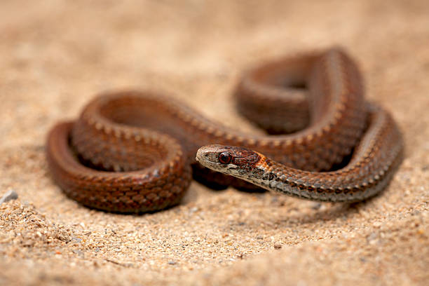 istock Northern red-bellied snake 2248628408