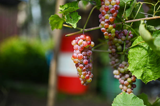 Red and green grapes growing on a vine, signifying early harvest season