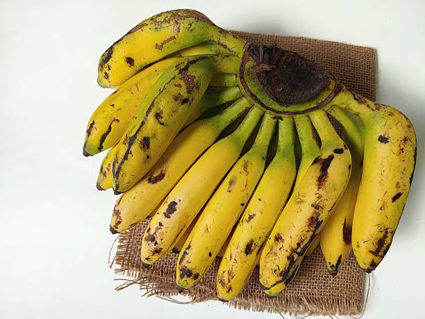 Ripe Musa Paradisiaca Sapientum or uli banana on old hemp fabric isolated white background