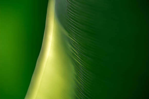 Emerald Harmony Stream A Journey to Net-ZeroClean Energy Flow  Abstract Ecosystem Movement Green Horizon Fade Vision for a Sustainable Tomorrow Eco Balance Wave Nature-Inspired ESG Aesthetics