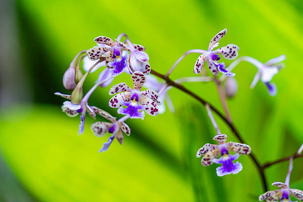 White and purple wild orchid