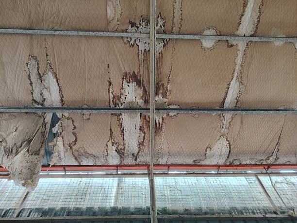istock Wet and sagging beige ceiling material showing extensive brown water stains and mold. 2248634152