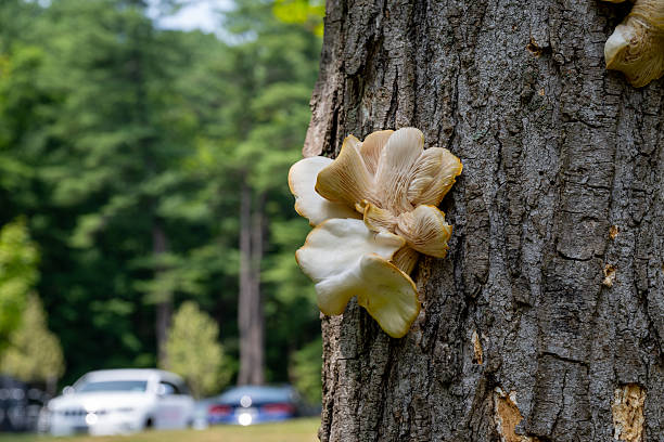 istock Bright white mushrooms growing on the side of a tree in a serene forest setting during the summertime 2248635073