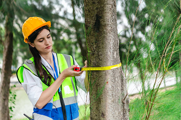 istock Female Surveyor Measuring Trees for Carbon Credit Assessment 2248636035