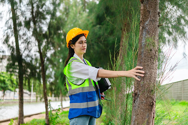 istock Female Surveyor Measuring Trees for Carbon Credit Assessment 2248636172