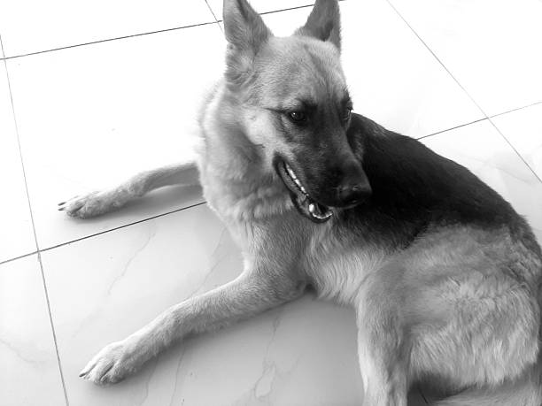 A full-body black and white photograph of a German Shepherd dog resting comfortably on a bright, indoor tiled floor. The dog is lying on its belly with its legs extended forward, looking slightly to the side. Its mouth is slightly open, showing a small piece of tongue and teeth, suggesting a moment of light panting or contentment. The clean lines of the floor contrast beautifully with the texture of the dog's fur.