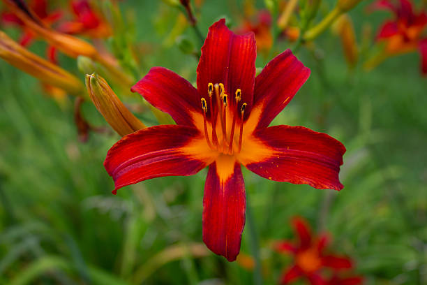 istock Beautiful Hemerocallis Daylily Flower Collection 2248638091