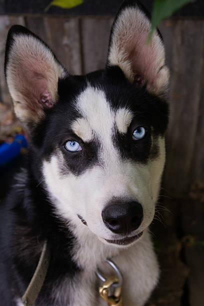 istock Black and White Husky Dog Collection 2248638102