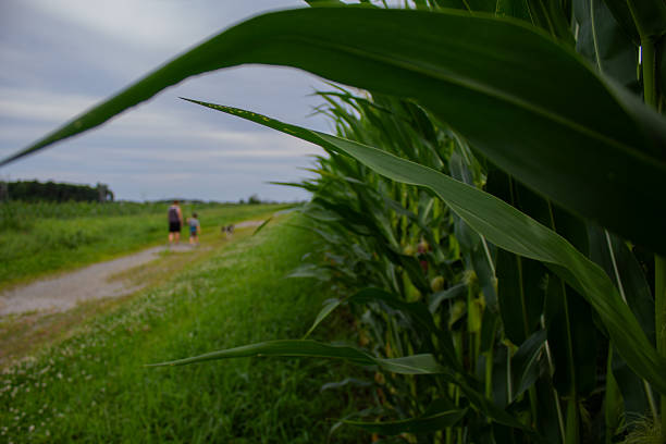 A scenic collection of cornfields showcasing tall green stalks, golden ears, and expansive agricultural landscapes.
