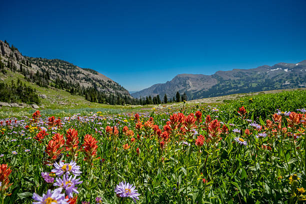 Bright Blue Sky Over Blooming Paint Brush On Moose Basin Divide in Grand Teton National Park