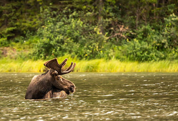 istock Bull Moose In Water Looks Right Of Frame 2248640086