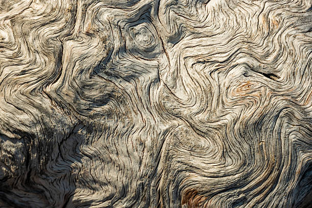 istock Burl Texture Of Old Log 2248640094