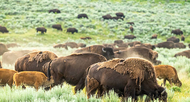 istock Dust And Fog Rise Over Bison Herd 2248640116