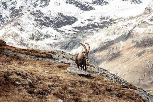 istock Ibex Stands And Looks Down Hill 2248640170